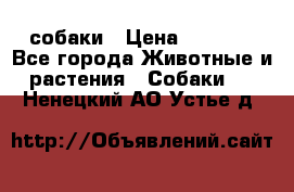 собаки › Цена ­ 2 500 - Все города Животные и растения » Собаки   . Ненецкий АО,Устье д.